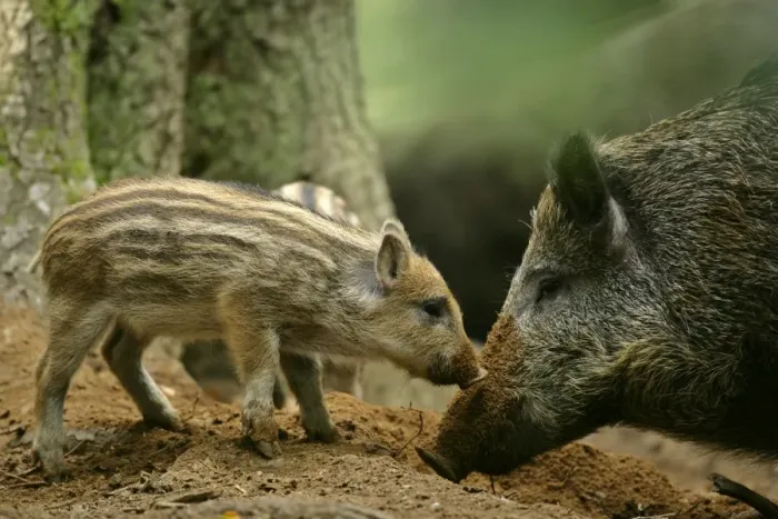 Framed Print : Wild Boar piglet and mother foraging for food Bavaria, Germany Framed Print : Wild Boar piglet and mother foraging for food Bavaria, Germany