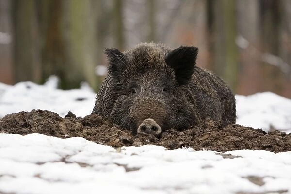 Wild Boar - resting in self-made nest, in snow, Lower Saxony, Germany