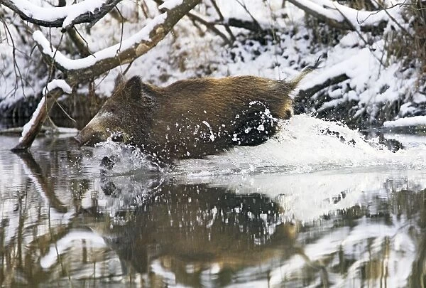 Wild Boar - running into water. Alsace - France