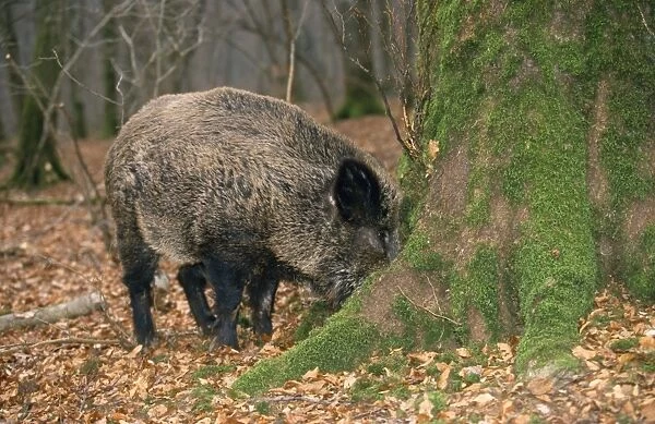Wild Boar - searching for truffles