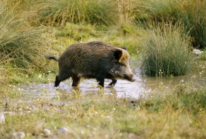 Framed Print : Wild Boar SM 154 Sus scrofa © Stefan Meyers / ARDEA LONDON Framed Print : Wild Boar SM 154 Sus scrofa © Stefan Meyers / ARDEA LONDON