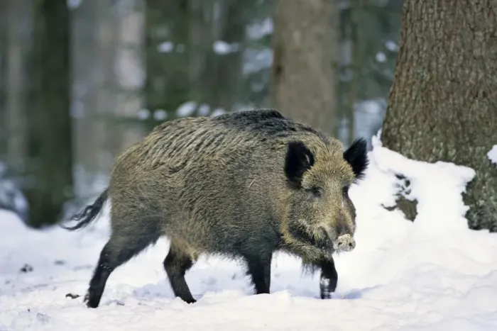 Framed Print : Wild Boar - in snow Framed Print : Wild Boar - in snow