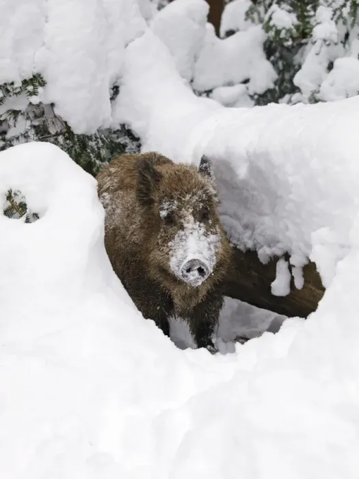 Framed Print : Wild Boar - in snow - Germany Framed Print : Wild Boar - in snow - Germany