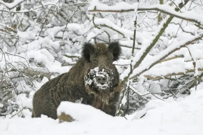 Framed Print : wild boar in snow, Germany Framed Print : wild boar in snow, Germany