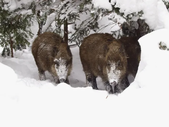 Framed Print : wild boar in snow, Germany Framed Print : wild boar in snow, Germany