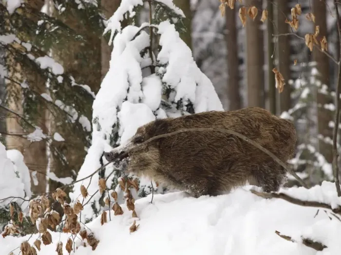 Framed Print : wild boar in snow, Germany Framed Print : wild boar in snow, Germany