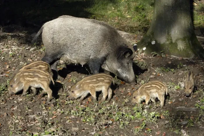 Framed Print : Wild Boar - sow feeding with piglets in forest, Hessen, Germany Framed Print : Wild Boar - sow feeding with piglets in forest, Hessen, Germany