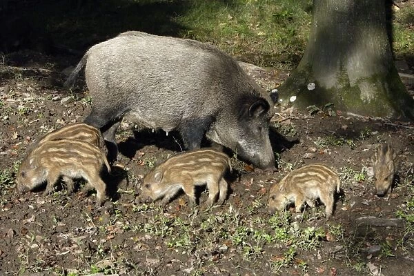Wild Boar - sow feeding with piglets in forest, Hessen, Germany