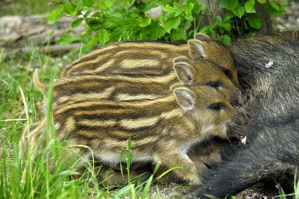 Wild boar - sow nursing young ones. Germany