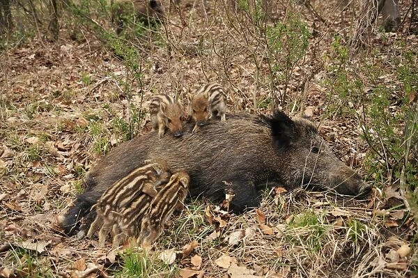 wild boar - sow nursing young ones. Germany