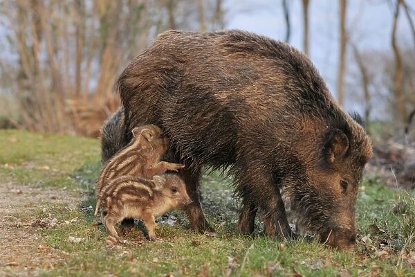 wild boar - sow nursing young ones. Germany