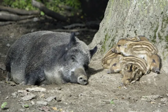 Framed Print : Wild Boar - sow resting with piglets in forest, Hessen, Germany Framed Print : Wild Boar - sow resting with piglets in forest, Hessen, Germany