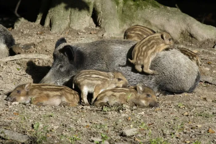 Framed Print : Wild Boar - sow resting with piglets in forest, Hessen, Germany Framed Print : Wild Boar - sow resting with piglets in forest, Hessen, Germany