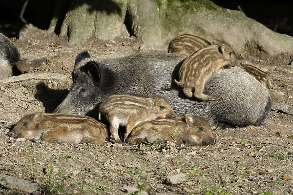 Wild Boar - sow resting with piglets in forest, Hessen, Germany