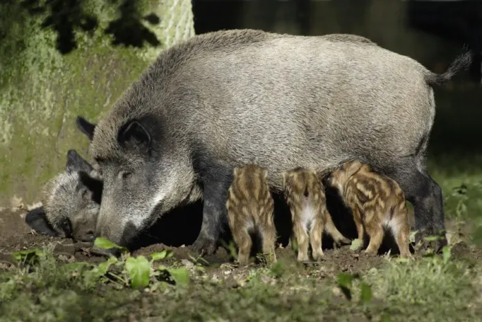 Framed Print : Wild Boar - sow suckling piglets in forest, Hessen, Germany Framed Print : Wild Boar - sow suckling piglets in forest, Hessen, Germany
