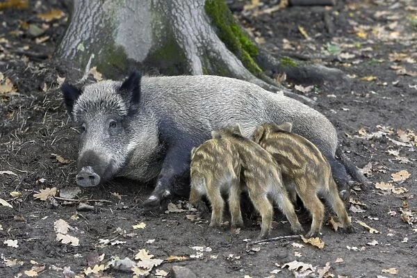 Wild Boar - sow suckling piglets in forest, Hessen, Germany