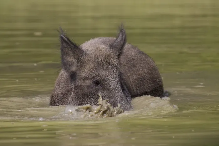 Framed Print : Wild boar sow water 25, S-E Arndt Framed Print : Wild boar sow water 25, S-E Arndt