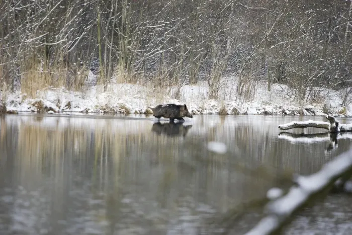Framed Print : Wild Boar - swimming. Alsace - France Framed Print : Wild Boar - swimming. Alsace - France