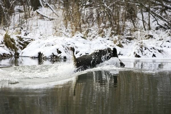 Wild Boar - swimming. Alsace - France