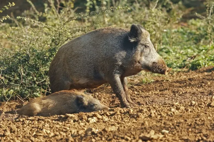 Framed Print : Wild Boar - young. France Framed Print : Wild Boar - young. France