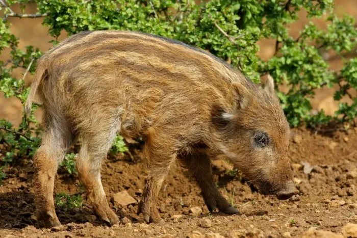 Framed Print : Wild Boar - young. Haute Saone - France Framed Print : Wild Boar - young. Haute Saone - France