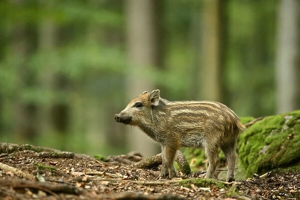 Wild Boar young piglet in forest Bavaria, Germany
