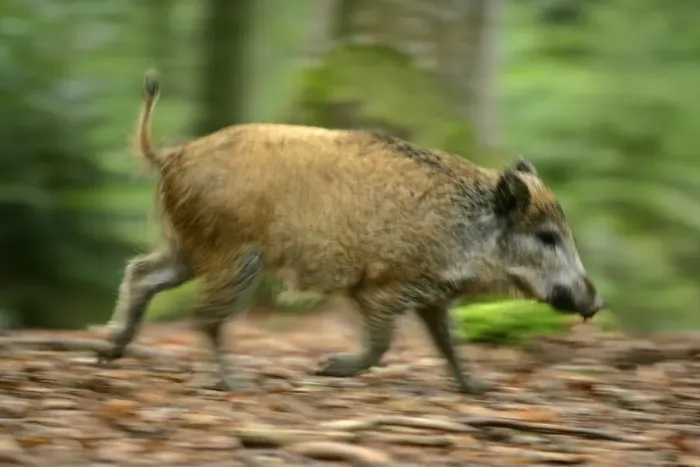 Framed Print : Wild Boar young one running through forest Bavaria, Germany Framed Print : Wild Boar young one running through forest Bavaria, Germany