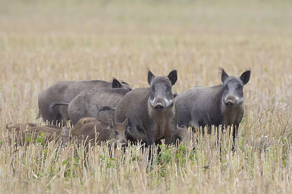 Wild boars crop 37, S-E Arndt