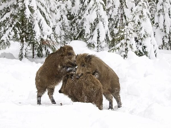 Wild Boars - playing in snow - Germany