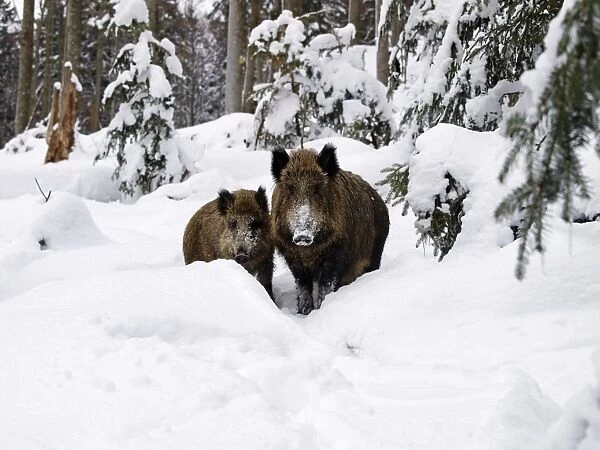 Wild Boars - in snow - Germany