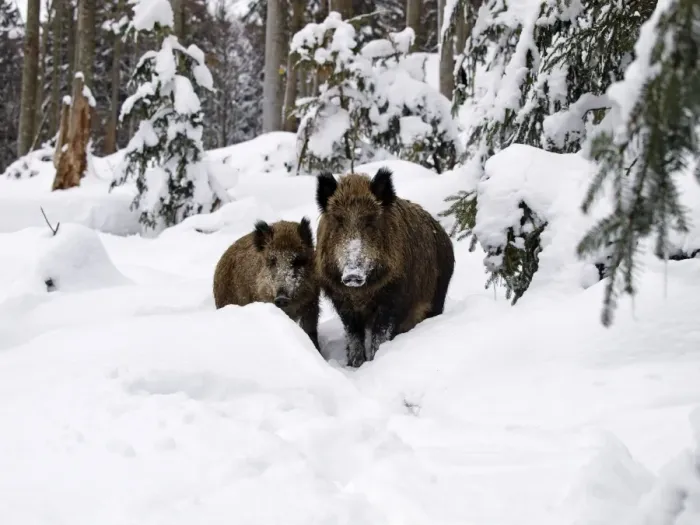 Framed Print : Wild Boars - in snow - Germany Framed Print : Wild Boars - in snow - Germany