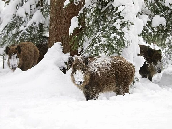 Wild Boars - in snow - Germany