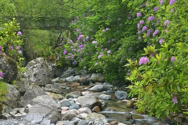 wild brook in forest with lilac coloured rhododendron stand Glen Etive, Glencoe area, Highlands, Scotland, UK