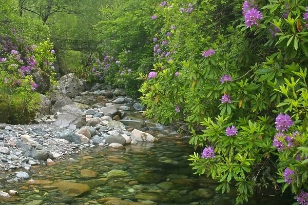 wild brook in forest with lilac coloured rhododendron stand Glen Etive, Glencoe area, Highlands, Scotland, UK