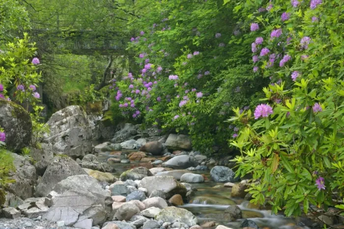 Framed Print : wild brook in forest with lilac coloured rhododendron stand Glen Etive, Glencoe area, Highlands, Scotland, UK Framed Print : wild brook in forest with lilac coloured rhododendron stand Glen Etive, Glencoe area, Highlands, Scotland, UK