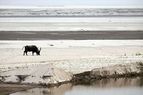Wild Buffalo - lone Buffalo on the banks of river