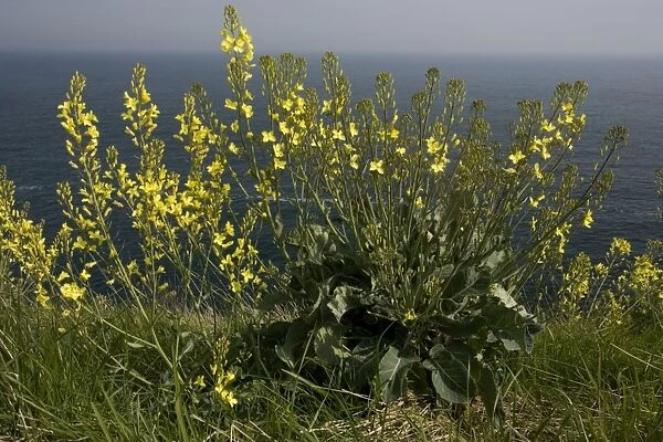 Wild Cabbage (Brassica oleracea) on the Dorset coast