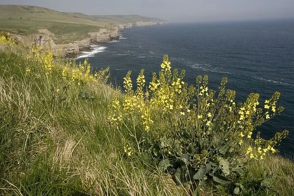 Wild Cabbage (Brassica oleracea) on the Dorset coast