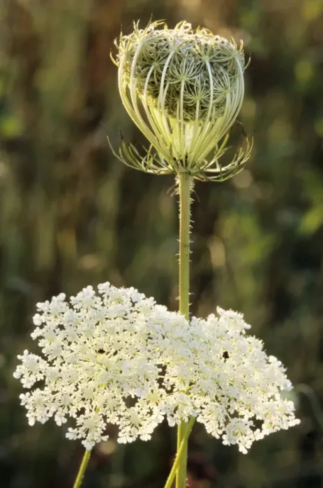 Framed Print : Wild Carrot Framed Print : Wild Carrot