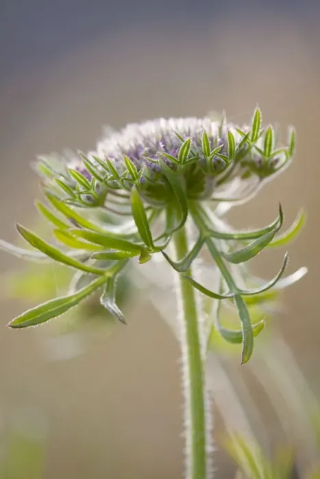 Framed Print : Wild Carrot - Cornwall - UK Framed Print : Wild Carrot - Cornwall - UK
