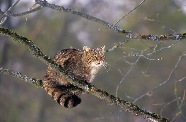 Wild Cat. SM-1658. Wild CAT. Felix silvestris
