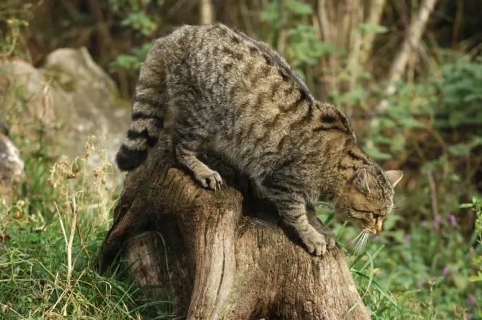 Framed Print : Wild Cat. SM-1791. Wild Cat. Felix silvestris Framed Print : Wild Cat. SM-1791. Wild Cat. Felix silvestris