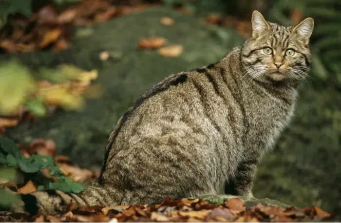 Framed Print : Wild Cat ME 493 © Johan De Meester / ARDEA LONDON Framed Print : Wild Cat ME 493 © Johan De Meester / ARDEA LONDON