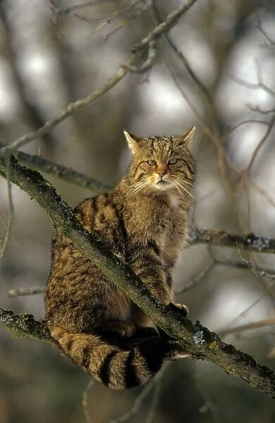 WIld Cat. SM-1650. Wild CAT. Felix silvestris