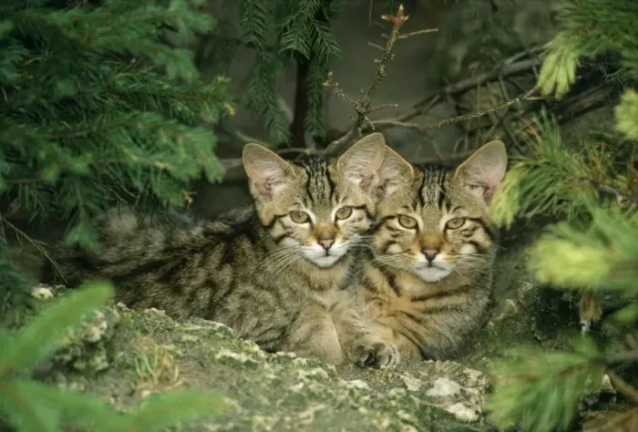Framed Print : Wild Cat - kittens Framed Print : Wild Cat - kittens