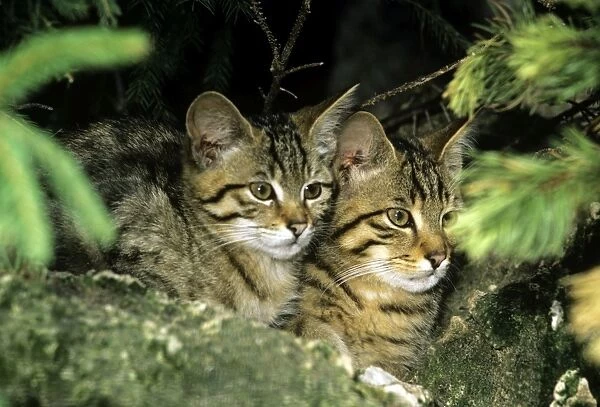 WIld Cat - kittens