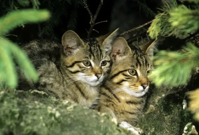 Framed Print : WIld Cat - kittens Framed Print : WIld Cat - kittens