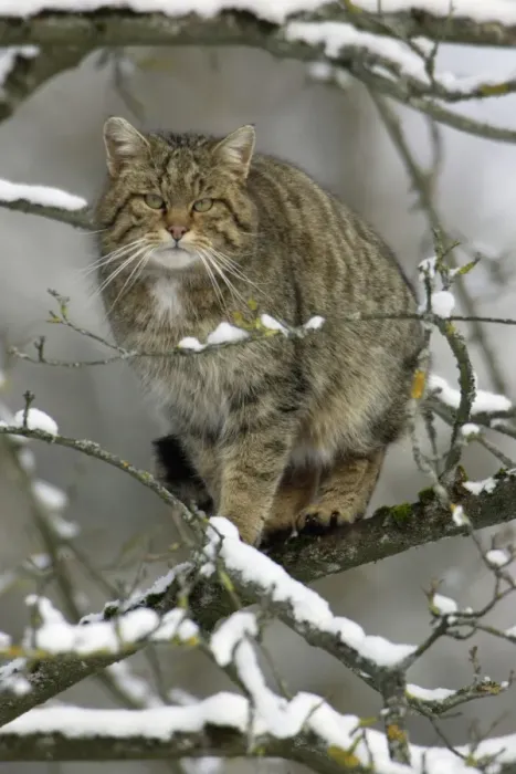 Framed Print : Wild Cat - Sitting in tree. Winter Framed Print : Wild Cat - Sitting in tree. Winter