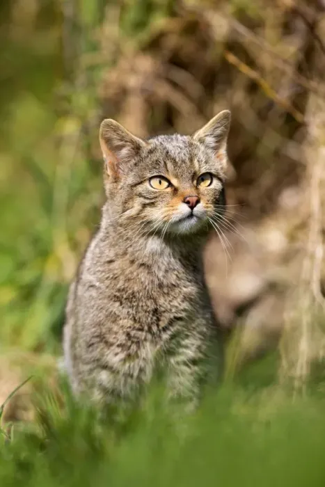 Framed Print : Wild Cat - UK