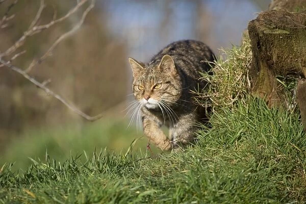 Wild Cat - UK